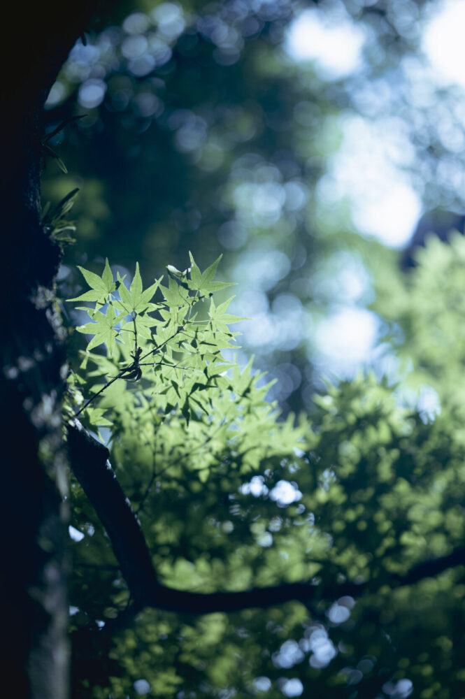 宿泊｜明治の森 箕面 音羽山荘